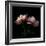 Peony-Magda Indigo-Framed Photographic Print