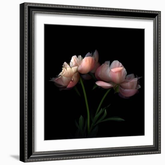 Peony-Magda Indigo-Framed Photographic Print