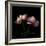 Peony-Magda Indigo-Framed Photographic Print