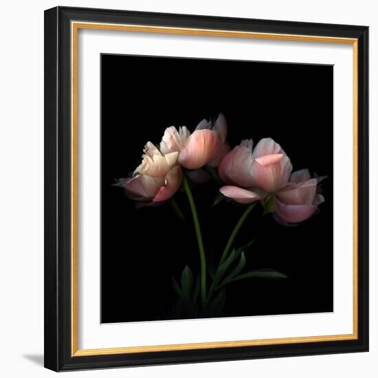 Peony-Magda Indigo-Framed Photographic Print