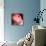 Peony-Katano Nicole-Framed Stretched Canvas displayed on a wall