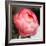 Peony-Katano Nicole-Framed Photo