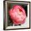 Peony-Katano Nicole-Framed Photo