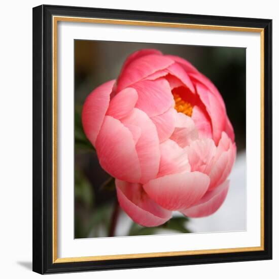 Peony-Katano Nicole-Framed Photo