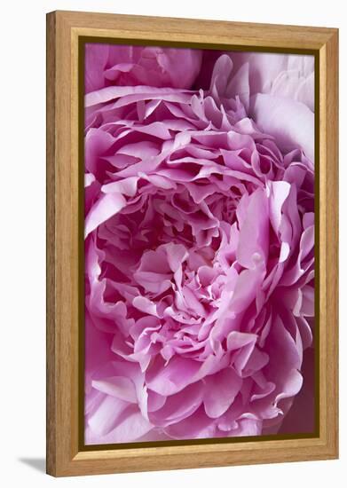 Peony-Karyn Millet-Framed Premier Image Canvas