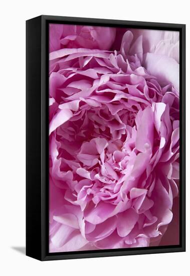 Peony-Karyn Millet-Framed Premier Image Canvas