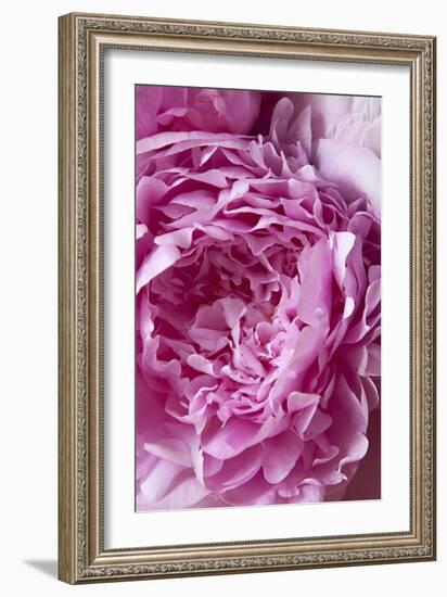 Peony-Karyn Millet-Framed Photographic Print