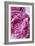 Peony-Karyn Millet-Framed Photographic Print