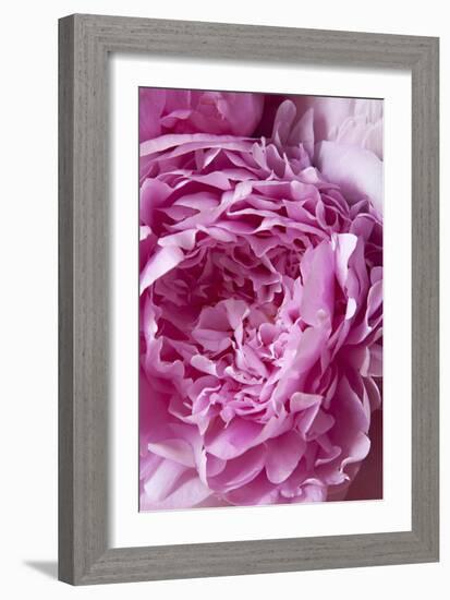 Peony-Karyn Millet-Framed Photographic Print