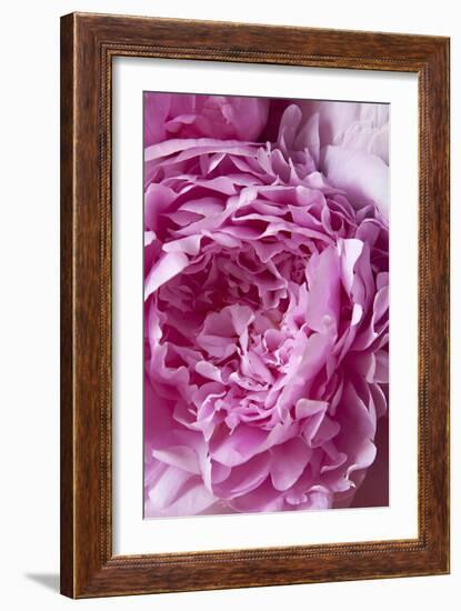 Peony-Karyn Millet-Framed Photographic Print