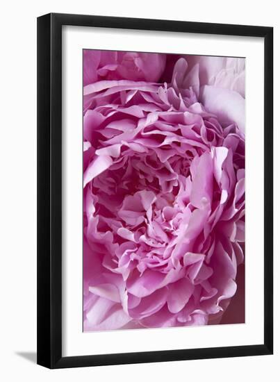 Peony-Karyn Millet-Framed Photographic Print