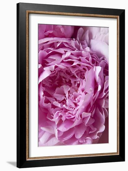 Peony-Karyn Millet-Framed Photographic Print