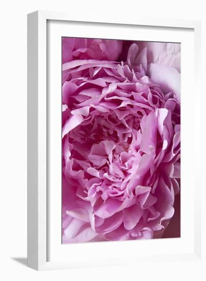 Peony-Karyn Millet-Framed Photographic Print