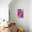 Peony-Karyn Millet-Mounted Photographic Print displayed on a wall