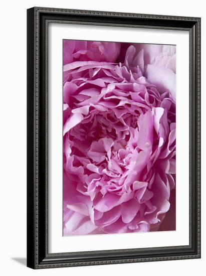 Peony-Karyn Millet-Framed Photographic Print