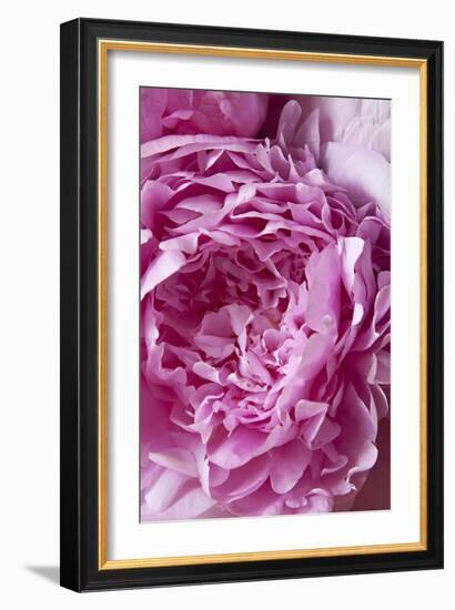 Peony-Karyn Millet-Framed Photographic Print