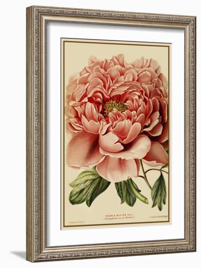 Peony-Vintage Lavoie-Framed Giclee Print