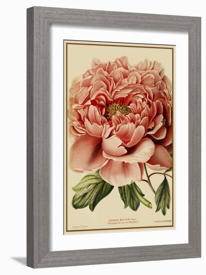 Peony-Vintage Lavoie-Framed Giclee Print