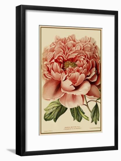 Peony-Vintage Lavoie-Framed Giclee Print