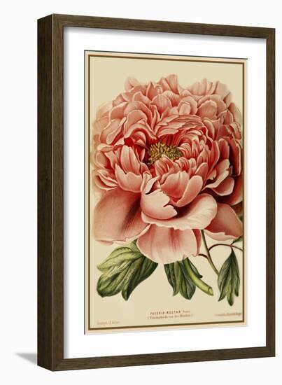 Peony-Vintage Lavoie-Framed Giclee Print