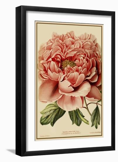 Peony-Vintage Lavoie-Framed Giclee Print