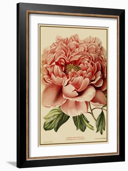 Peony-Vintage Lavoie-Framed Giclee Print