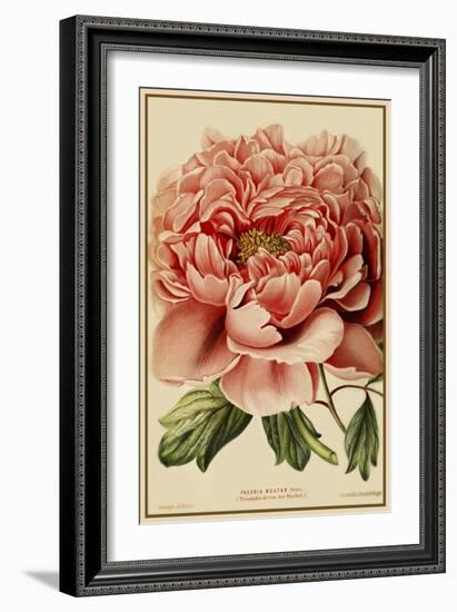 Peony-Vintage Lavoie-Framed Giclee Print