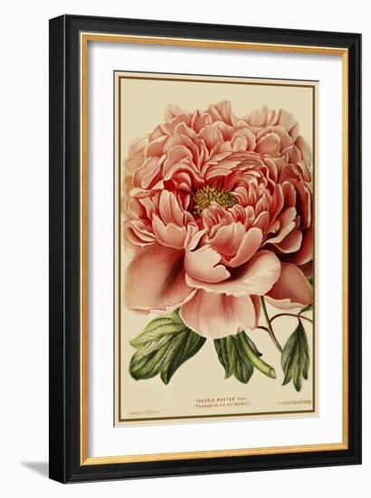 Peony-Vintage Lavoie-Framed Giclee Print