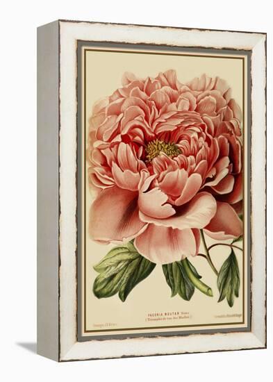 Peony-Vintage Lavoie-Framed Premier Image Canvas