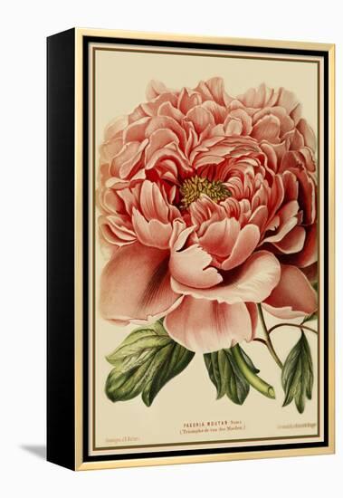 Peony-Vintage Lavoie-Framed Premier Image Canvas