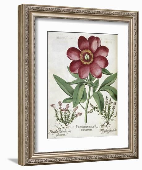 Peony-null-Framed Giclee Print