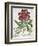 Peony-null-Framed Giclee Print