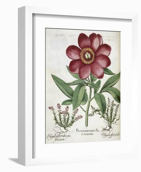 Peony-null-Framed Giclee Print