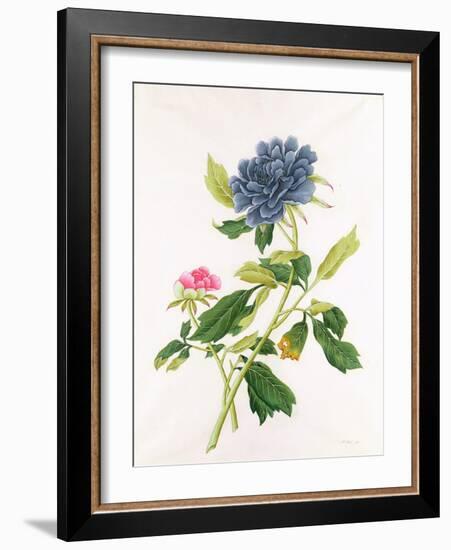 Peony-Georg Dionysius Ehret-Framed Giclee Print