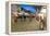 People at Christmas Market, Haupt Square, Schladming, Steiemark, Austria, Europe-Richard Nebesky-Framed Premier Image Canvas