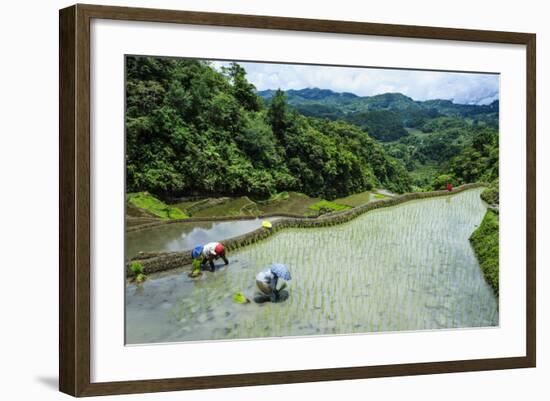 People Harvesting in the Rice Terraces of Banaue, Northern Luzon, Philippines, Southeast Asia, Asia-Michael Runkel-Framed Photographic Print