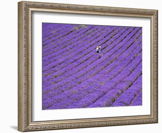 People in Lavender Field, Lordington Lavender Farm, Lordington, West Sussex, England, UK, Europe-Jean Brooks-Framed Photographic Print