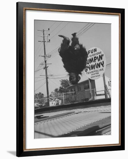 People Jumping on Trampolines-Ralph Crane-Framed Photographic Print