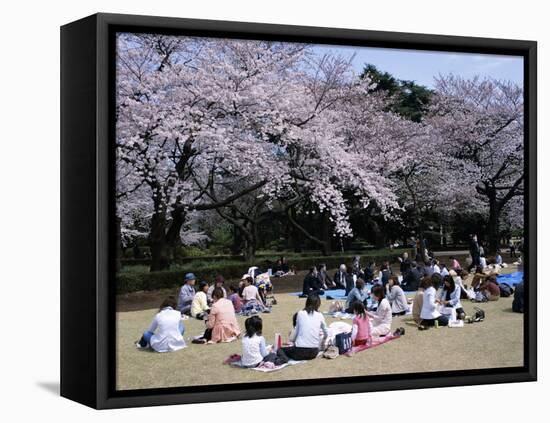 People Partying Under Cherry Blossoms, Shinjuku Park, Shinjuku, Tokyo, Honshu, Japan-null-Framed Premier Image Canvas