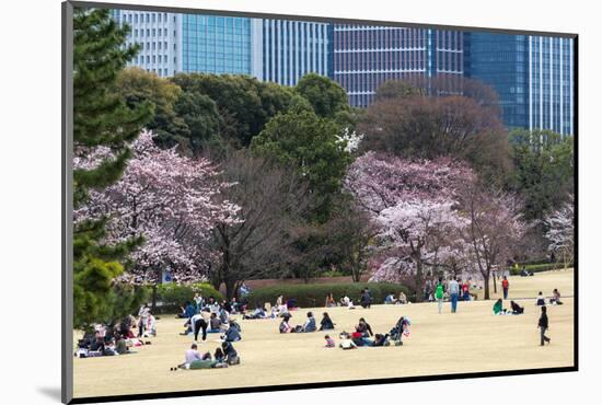 People Relaxing and Picnicking Amongst Beautiful Cherry Blossom, Tokyo Imperial Palace East Gardens-Martin Child-Mounted Photographic Print