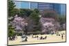 People Relaxing and Picnicking Amongst Beautiful Cherry Blossom, Tokyo Imperial Palace East Gardens-Martin Child-Mounted Photographic Print