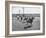 People Riding Zebras During the Ostrich Racing, Grange County Fair-Loomis Dean-Framed Photographic Print