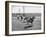 People Riding Zebras During the Ostrich Racing, Grange County Fair-Loomis Dean-Framed Photographic Print