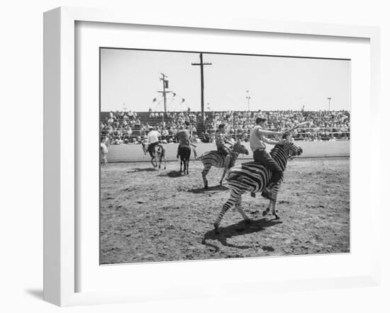 People Riding Zebras During the Ostrich Racing, Grange County Fair-Loomis Dean-Framed Photographic Print