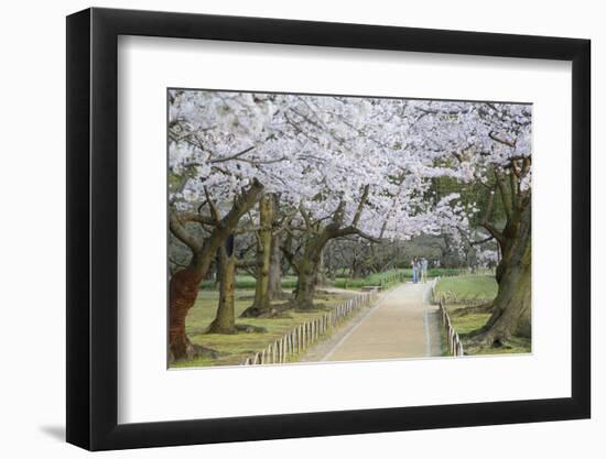 People Walking under Cherry Trees in Blossom in Koraku-En Garden-Ian Trower-Framed Photographic Print