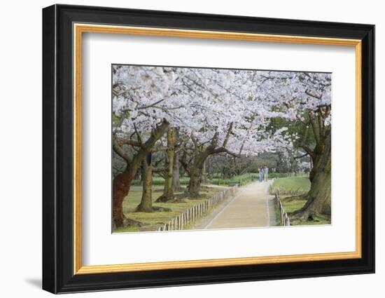 People Walking under Cherry Trees in Blossom in Koraku-En Garden-Ian Trower-Framed Photographic Print