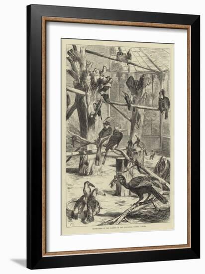 Pepper-Birds in the Gardens of the Zoological Society, Berlin-null-Framed Giclee Print