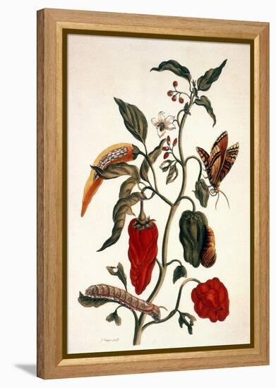 Pepper Plant-Maria Sibylla Merian-Framed Premier Image Canvas