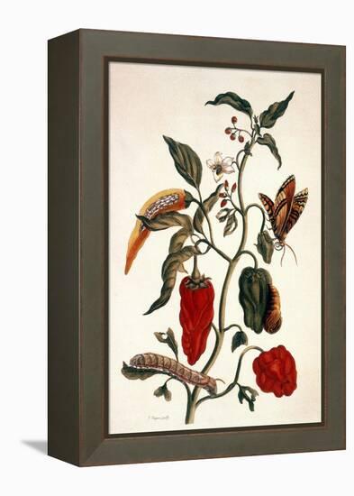 Pepper Plant-Maria Sibylla Merian-Framed Premier Image Canvas