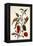 Pepper Plant-Maria Sibylla Merian-Framed Premier Image Canvas